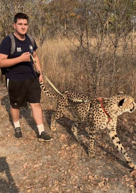 walking a cheetah